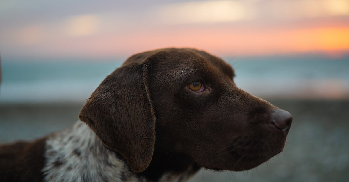 Descubra as 8 raças de cães com pelos marrons mais adoráveis e populares no mundo canino!