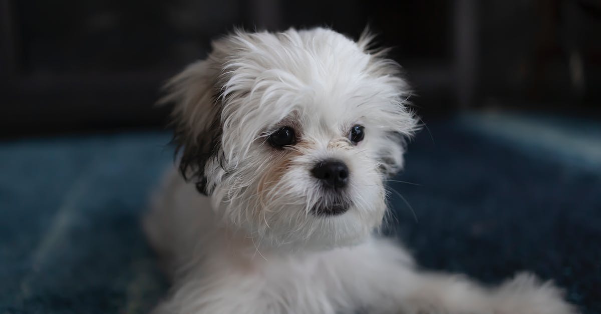 Descubra tudo sobre cães Shih-Tzu: origem, personalidade, cuidados e curiosidades imperdíveis!