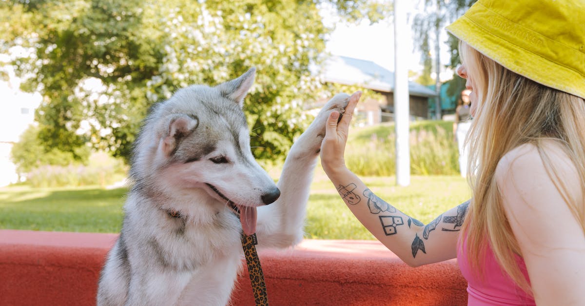 Descubra as 8 raças de cães campeãs em competições de obediência: o que fazem de especial?