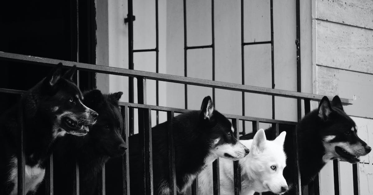 Técnicas infalíveis para ajudar cães com medo da varanda gourmet”.