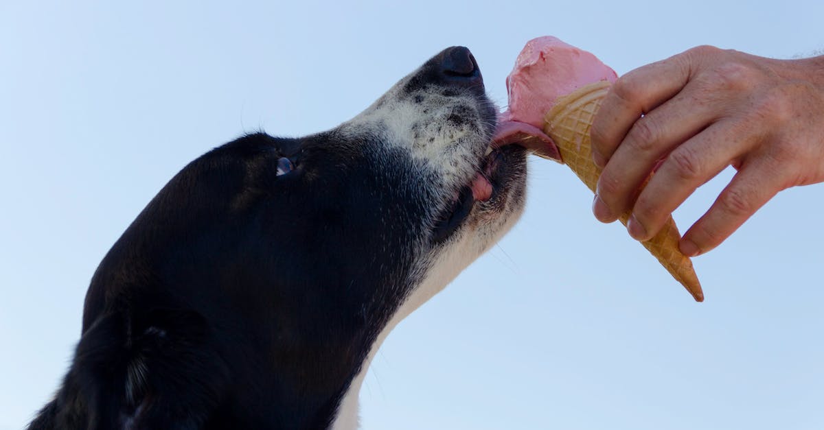 5 dicas eficazes para controlar a alimentação de cães compulsivos: como lidar com cães que comem demais”.