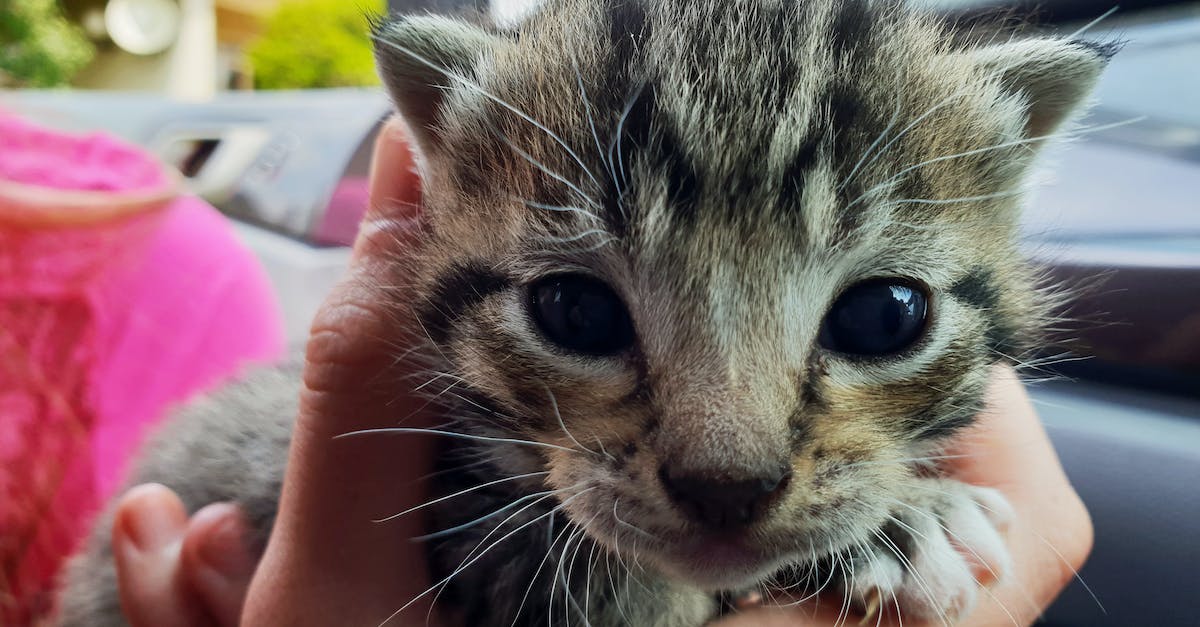 Guia completo: Prepare seu apartamento para receber um novo animal de estimação em 8 passos simples!