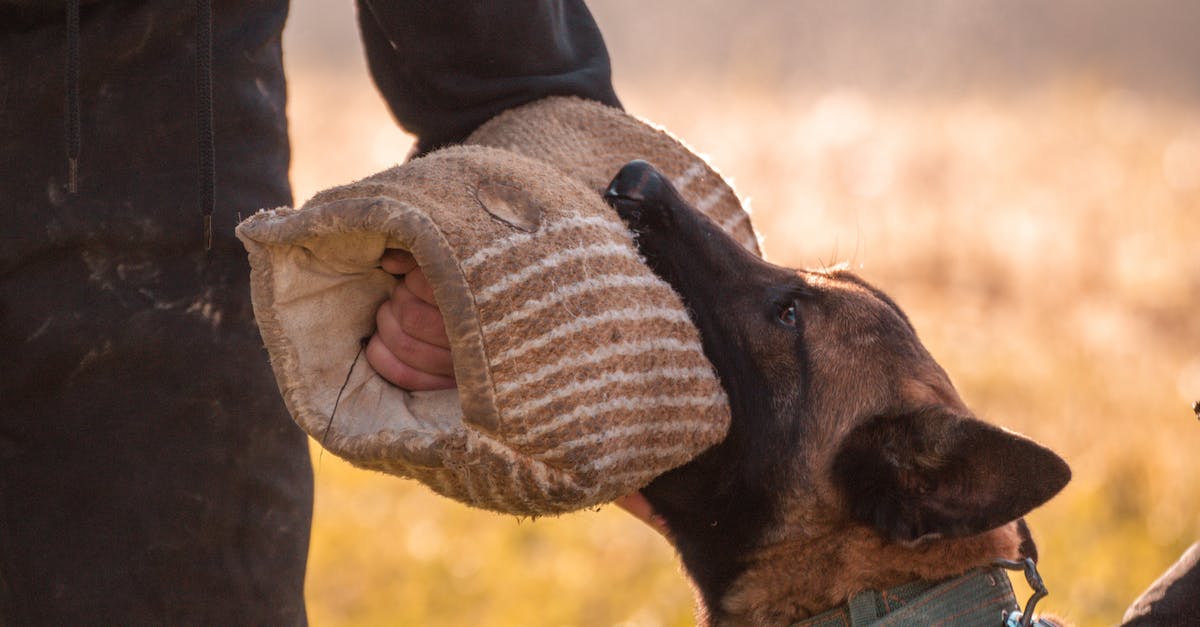 Torne seu cão mais dócil: 8 dicas infalíveis para acabar com as mordidas nas mãos