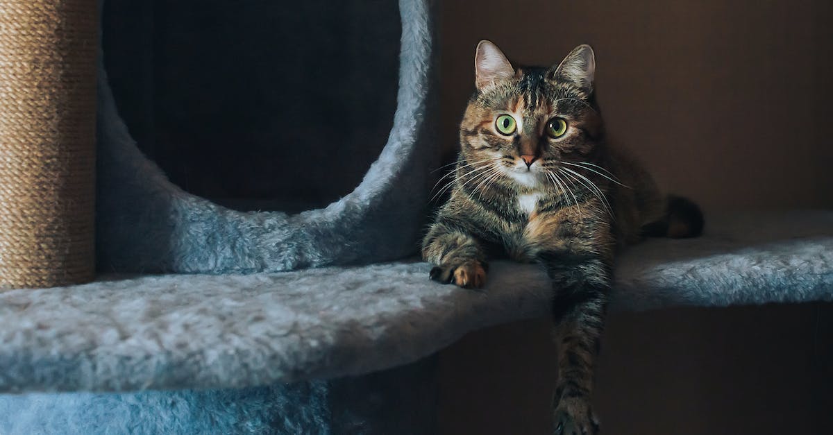 Descubra os arranhadores perfeitos para manter seu gato feliz e suas mobílias intactas em apartamentos pequenos.